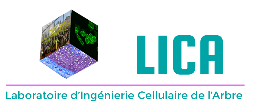 Logo-LICA