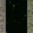 Protoplastes-de-peuplier-exprimant-le-gene-de-la-GFP